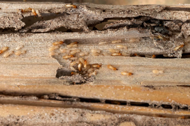 Best Termite Control Services  in Crestline, OH
